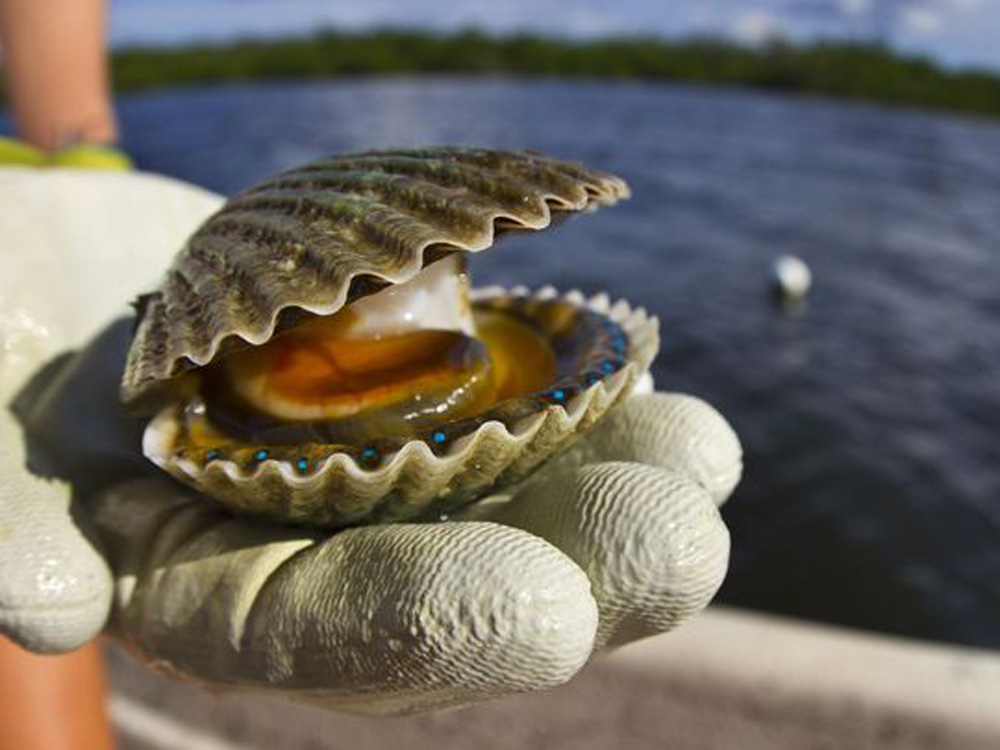 Scalloping in Crystal River