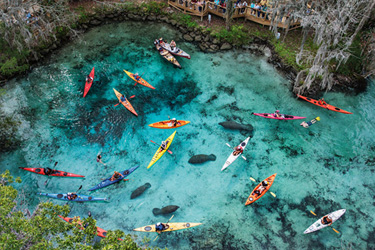 Kayak With Manatees in Crystal River